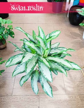 Aglonema Golden Bay modna roślina z insta do kupienia w sklepie internetowym z wysyłką, Aglaonema Golden Bay