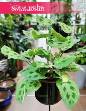 Maranta Kerchoveana Variegata popularna rolsina do biura do mieszkania do firmy do domu