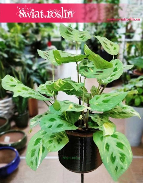 Maranta Kerchoveana Variegata popularna rolsina do biura do mieszkania do firmy do domu