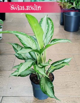 Aglaonema Cleopatra, Aglonema Cleopatra łatwa w uprawie roślina do biura do firmy na parapet do mieszkania do domu