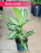 Aglaonema Cleopatra, Aglonema Cleopatra łatwa w uprawie roślina do biura do firmy na parapet do mieszkania do domu
