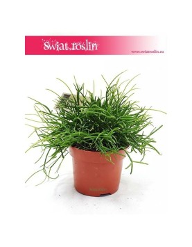 Rypsalis Cassutha kaskada, Rhipsalis Cassutha cascade, Patyczak 2