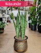Sansevieria Trifasciata Silver Mist, Sansewieria Silver Mist, Sansewieria Gwinejska Silver Mist