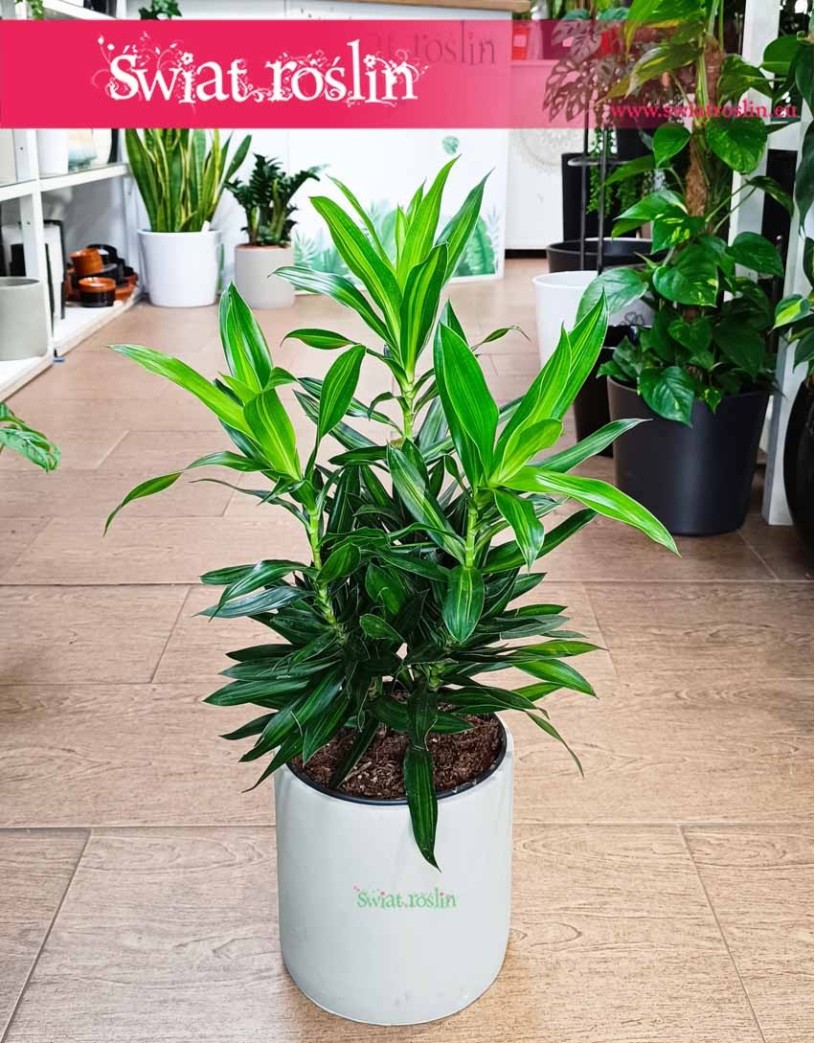 Dracena Song of Jamaica, Dracaena Song of Jamaica, Pleomele Song of Jamaica, Dracena Odwrócona
