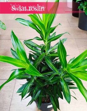 Dracaena Song of Jamaica, Pleomele Song of Jamaica, Dracena Odwrócona