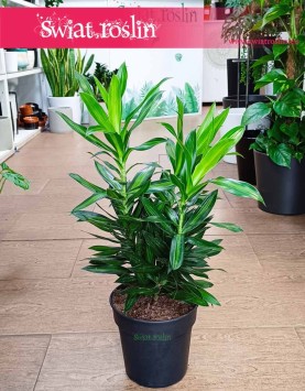Dracena Song of Jamaica, Kup w Krakowie z wysyłką Dracaena Song of Jamaica, Pleomele Song of Jamaica, Dracena Odwrócona