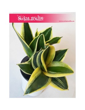 Sansevieria Hahnii Black Star, Sansewieria Hahnii Black Star, Sansewiera Black Star, Wężownica 1