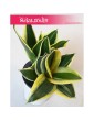 Sansevieria Hahnii Black Star, Sansewieria Hahnii Black Star, Sansewiera Black Star, Wężownica 1