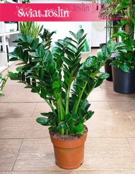 Zamiokulkas ‘Midori’ Zamioculcas
