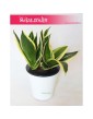 Sansevieria Hahnii Black Star, Sansewieria Hahnii Black Star, Sansewiera Black Star, Wężownica 4