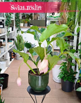 Medinilla Magnifica Lambada, Medynila Wspaniała Lambada