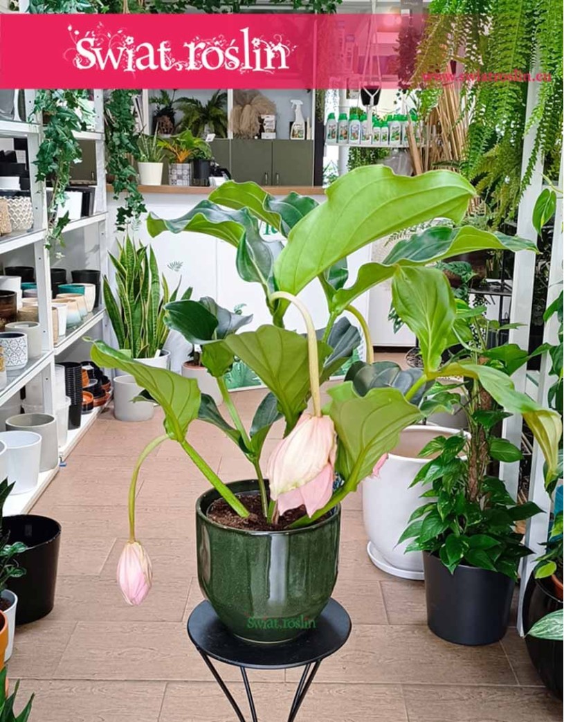 Medinilla Magnifica Lambada, Medynila Wspaniała Lambada