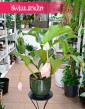 Medinilla Magnifica Lambada, Medynila Wspaniała Lambada