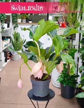 Medinilla Magnifica Lambada do kupienia stacjonarnie w Krakowie, Medynila Wspaniała Lambada