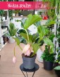 Medinilla Magnifica Lambada do kupienia stacjonarnie w Krakowie, Medynila Wspaniała Lambada