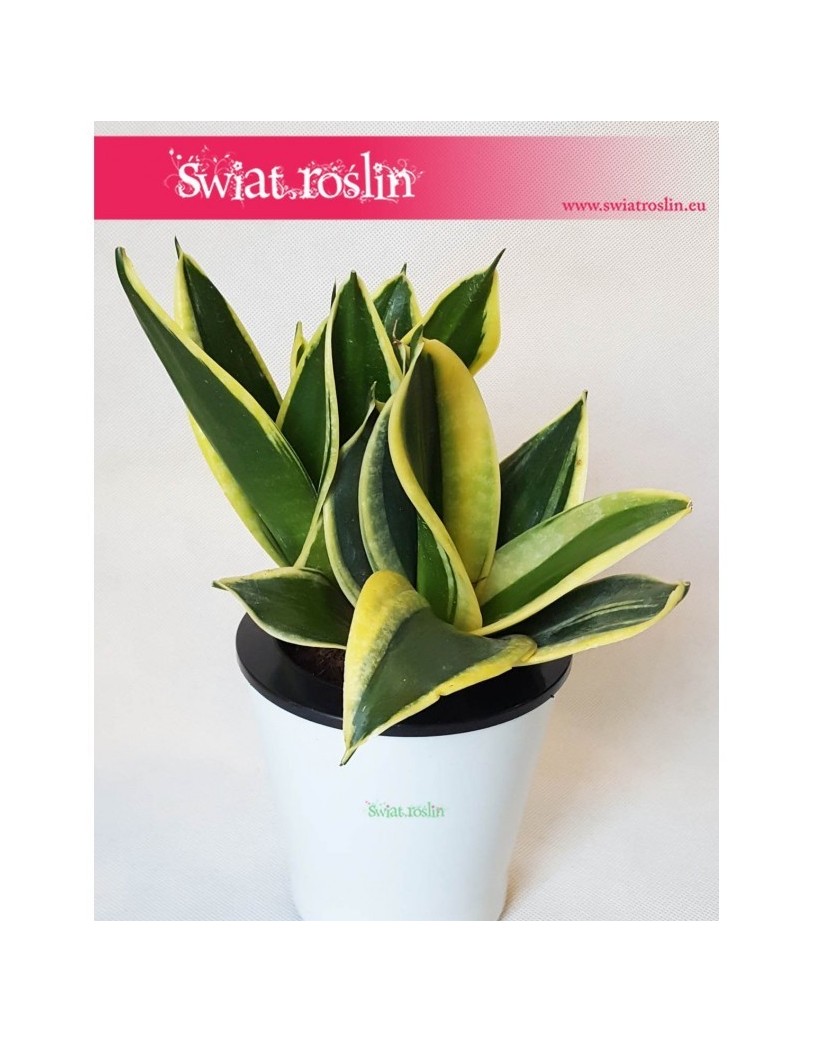 Sansevieria Hahnii Black Star, Sansewieria Hahnii Black Star, Sansewiera Black Star, Wężownica 5