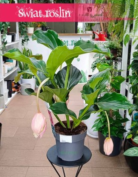 Medinilla Magnifica Lambada wspaniała roślina na prezent z wysyłką do domu, Medynila Wspaniała Lambada