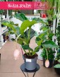 Medinilla Magnifica Lambada wspaniała roślina na prezent z wysyłką do domu, Medynila Wspaniała Lambada