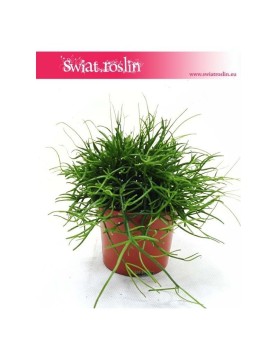 Rypsalis Cassutha kaskada, Rhipsalis Cassutha cascade, Patyczak 3