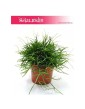 Rypsalis Cassutha kaskada, Rhipsalis Cassutha cascade, Patyczak 3