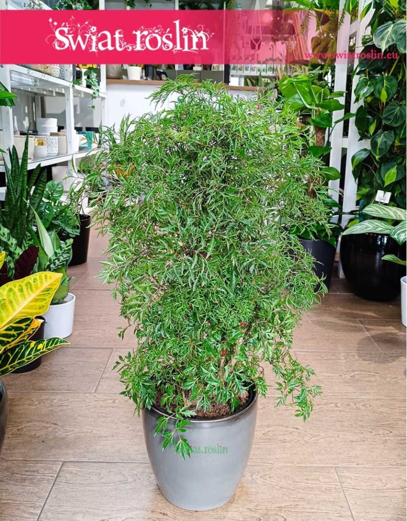 Polyscias Fruticosa, Aralia Fruticosa