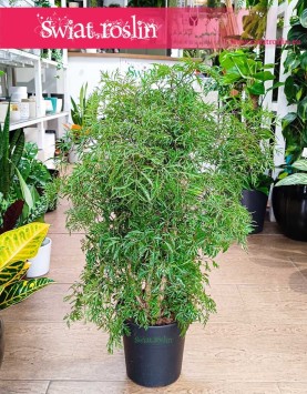 Polyscias Fruticosa, Aralia Fruticosa, kwiaty doniczkowe, sklep internetowy online