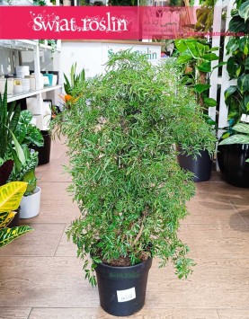 Polyscias Fruticosa, Aralia Fruticosa, modne rośliny doniczkowe, roślina bonzai