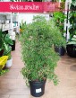 Polyscias Fruticosa, Aralia Fruticosa, modne rośliny doniczkowe, roślina bonzai