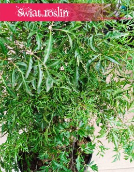 Polyscias Fruticosa, Aralia Fruticosa, rośliny do biura, rośliny do firmy