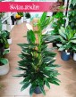 Philodendron Cobra do kupienia w sklepie w Krakowie, Filodendron Cobra