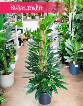 Philodendron Cobra kup w sklepie internetowym online, Filodendron Cobra