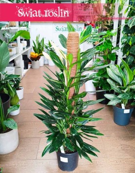 Gdzie kupić Philodendron Cobra z wysyłka, Filodendron Cobra