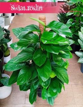 Filodendron Guttifero Green do kupienia w Krakowie,  Philodendron Guttifero Green