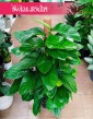 Filodendron Guttifero Green do kupienia w Krakowie,  Philodendron Guttifero Green