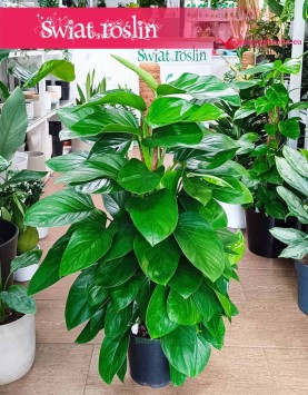 Filodendron Guttifero Green kup w sklepie internetowym online z wysyłką,  Philodendron Guttifero Green