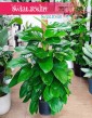 Filodendron Guttifero Green kup w sklepie internetowym online z wysyłką,  Philodendron Guttifero Green