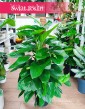 Filodendron Guttifero Green modna duża roślina do biura do firmy do mieszkania,  Philodendron Guttifero Green
