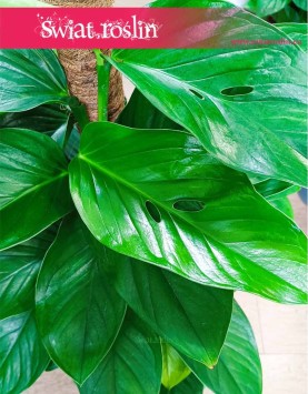 Filodendron Guttifero Green, Philodendron Guttifero Green kup jako wspaniały prezent z wysyłką