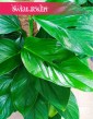 Filodendron Guttifero Green, Philodendron Guttifero Green kup jako wspaniały prezent z wysyłką