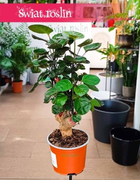 Polyscias Fabian, Aralia Fabian roślina jak bonzai do biura do firmy do mieszkania