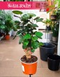 Polyscias Fabian, Aralia Fabian roślina jak bonzai do biura do firmy do mieszkania