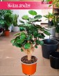 Polyscias Fabian kup w krakowie w sklepie stacjonarnym , Aralia Fabian