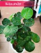 Polyscias Fabian, Aralia Fabian piękna bonzai do domu do mieszkania do firmy