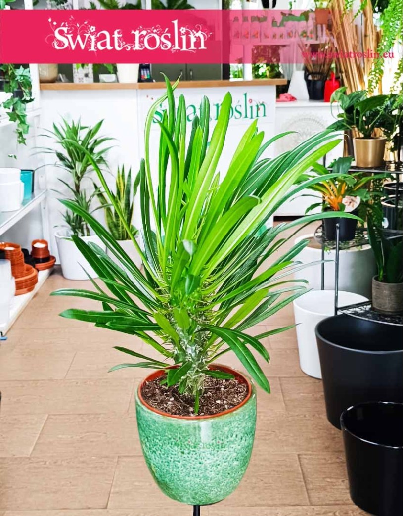 Pachypodium Lamera, Pachypodium Lamerei, Palma Madagaskaru, Palma Madagaskarska, Pachypodium Palma