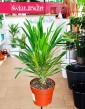 Pachypodium Lamera kup z wysyłką, Pachypodium Lamerei, Palma Madagaskaru, Palma Madagaskarska,