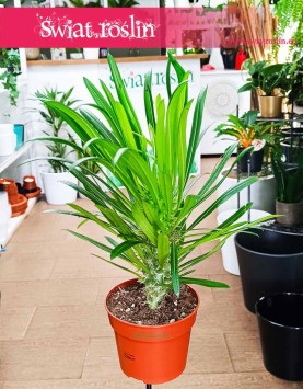Pachypodium Lamera kup w Krakowie w sklepie, Pachypodium Lamerei, Palma Madagaskaru, Palma Madagaskarska,