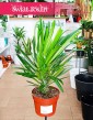 Pachypodium Lamera kup sklep internetowy online, Pachypodium Lamerei, Palma Madagaskaru, Palma Madagaskarska,