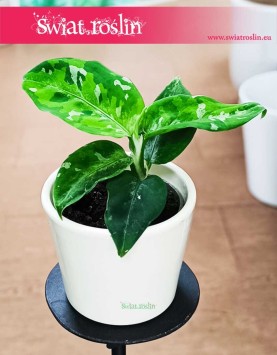 Aglonema Pictum Tricolor, Aglaonema Pictum Tricolor