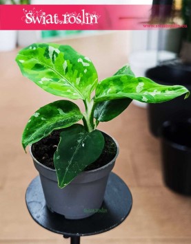 Aglonema Pictum Tricolor ku z wysyłką dostawą do domu, Aglaonema Pictum Tricolor