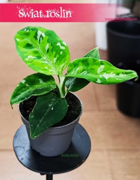 Aglonema Pictum Tricolor bardzo rzadka roślina kolekcjonerska do kupienia z dostawą, Aglaonema Pictum Tricolor